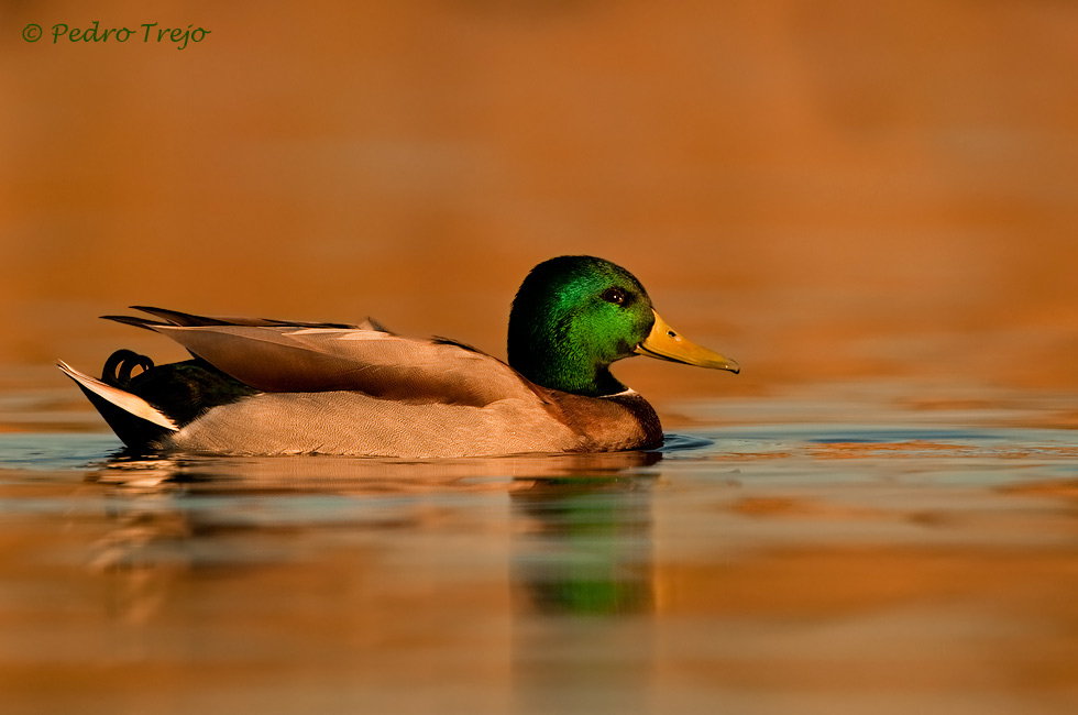 Anade real (Anas platyrhynchos)